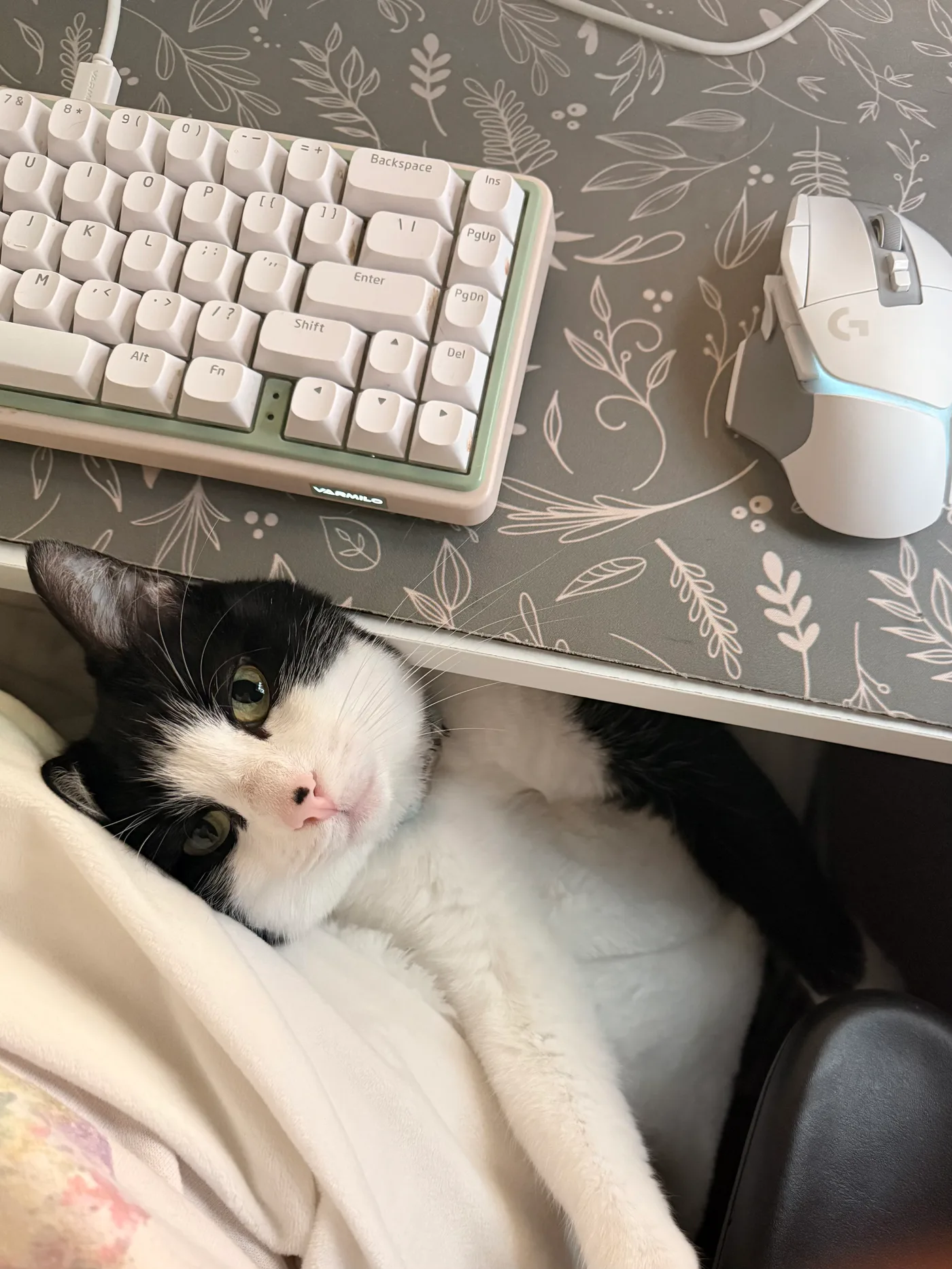 Haylee Pulisciano’s black-and-white cat curled beside a keyboard